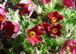 Pulsatilla vulgaris Red Bells / Tavaszi kökörcsin